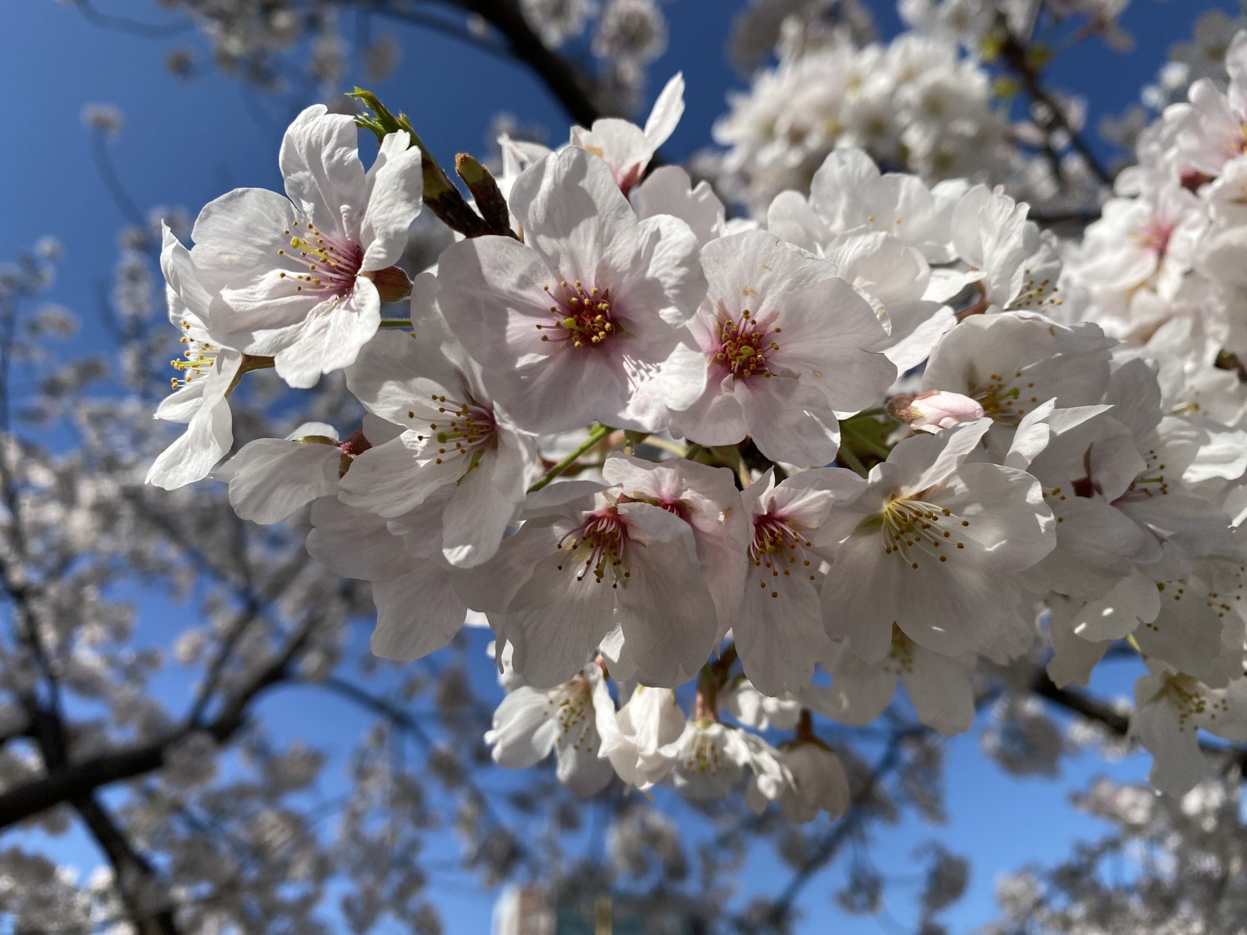 満開の桜